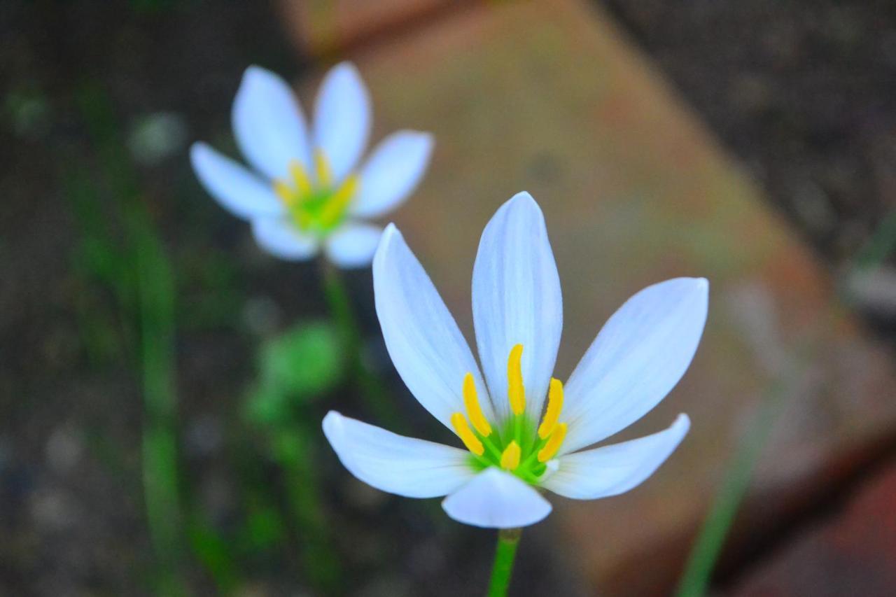 Amami-Green-Garden Exterior foto